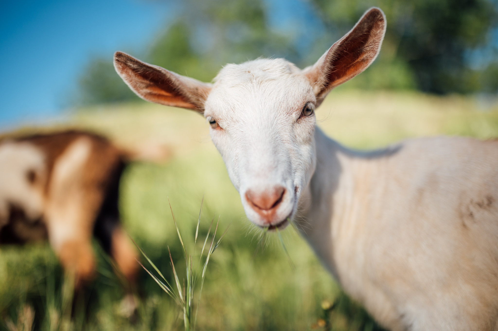 GOAT Dota League
